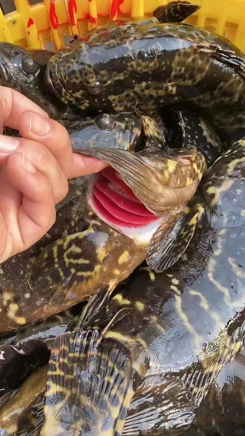 石龍魚的飼養難度大嗎？，如何判斷石龍魚是否健康？