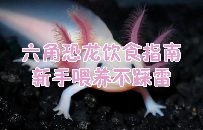 哪些食物對(duì)六角恐龍健康有益，六角恐龍的飲食指南