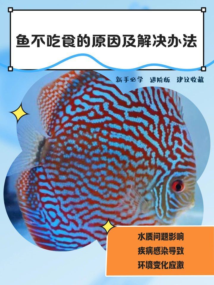 魚突然不吃食的6大原因，魚不吃食的6大原因及解決方法