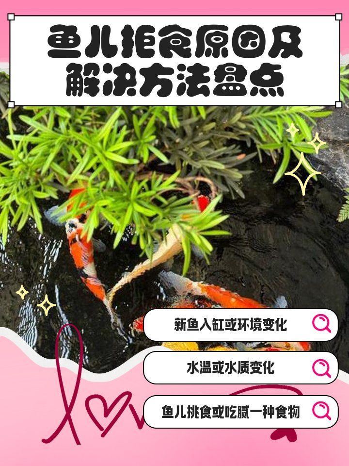 魚突然不吃食的6大原因，魚不吃食的6大原因及解決方法