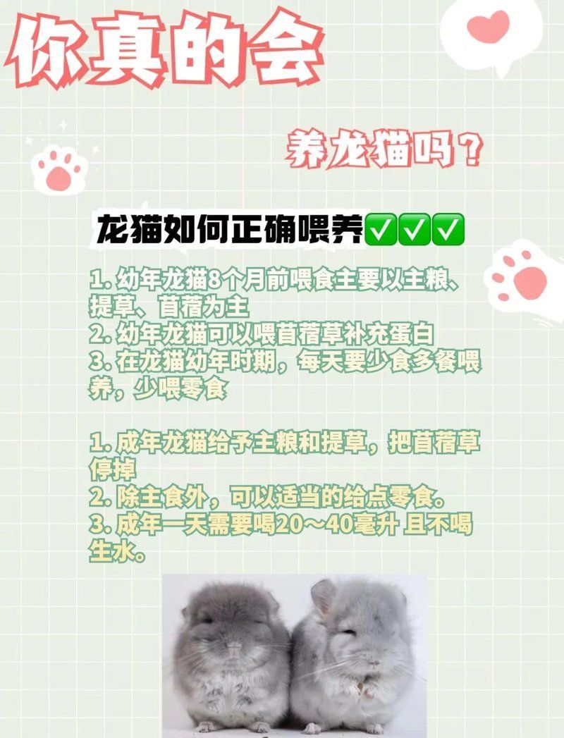 龍貓的成長階段是怎樣的，加菲貓的成長階段