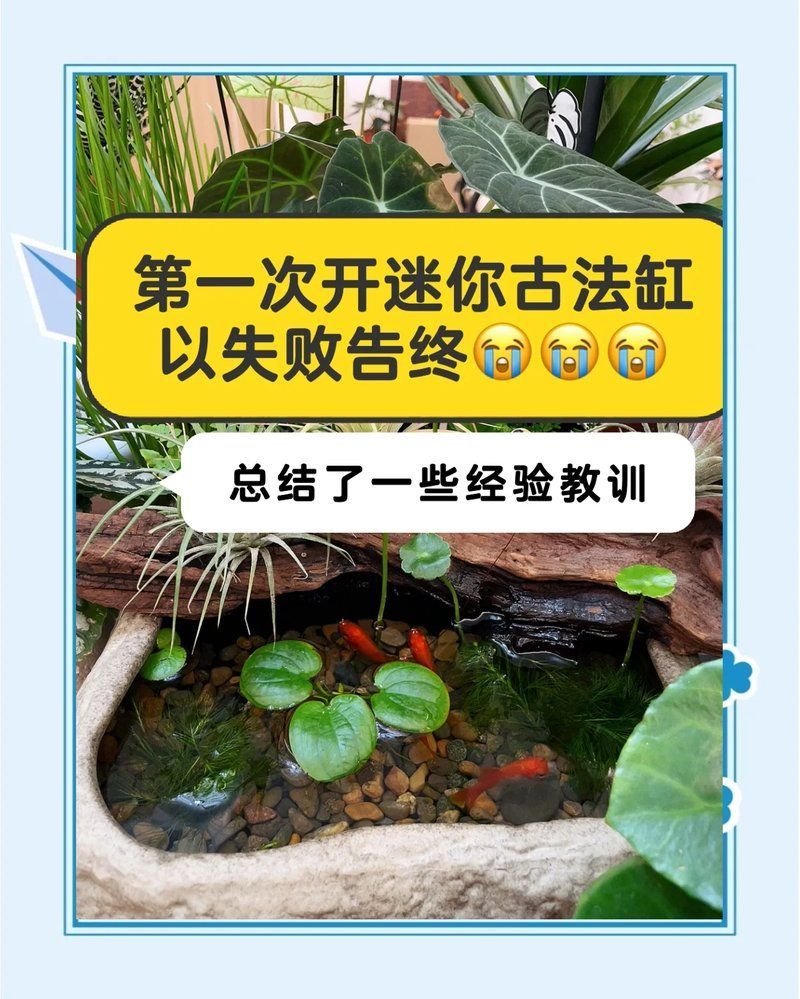 貓和魚一起養(yǎng)有哪些注意事項，養(yǎng)貓和魚的注意事項：貓和魚的注意事項