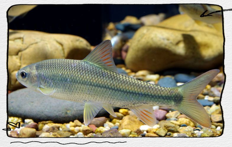 城口鱄魚和龍魚有什么區別？，城口鱄魚與龍魚的區別