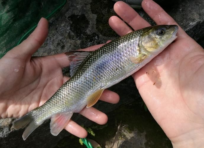 城口鱄魚和龍魚有什么區別？，城口鱄魚與龍魚的區別