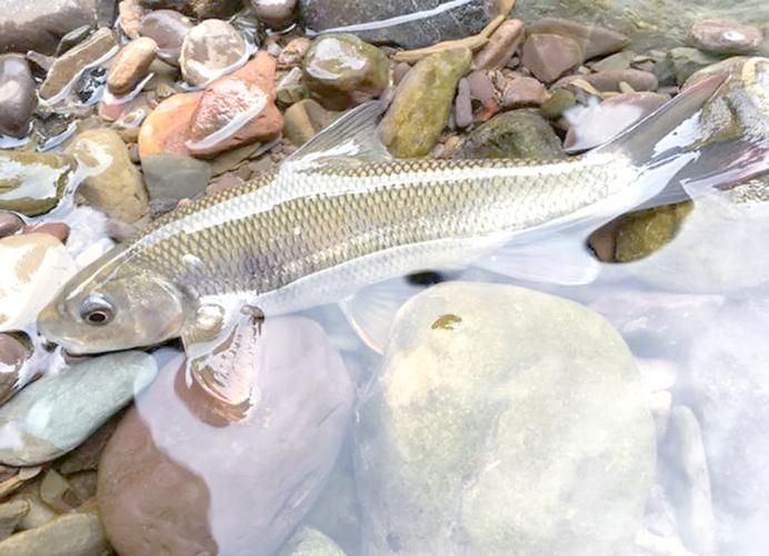 城口鱄魚和龍魚有什么區別？，城口鱄魚與龍魚的區別