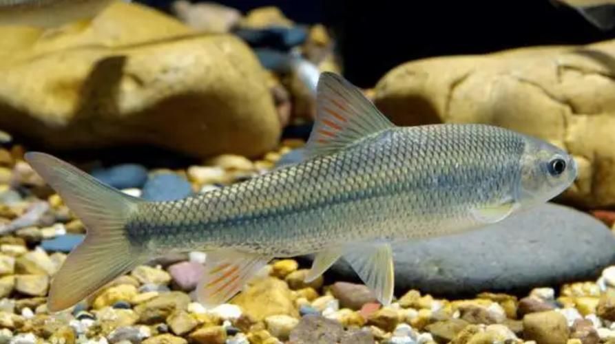 城口鱄魚和龍魚有什么區別？，城口鱄魚與龍魚的區別
