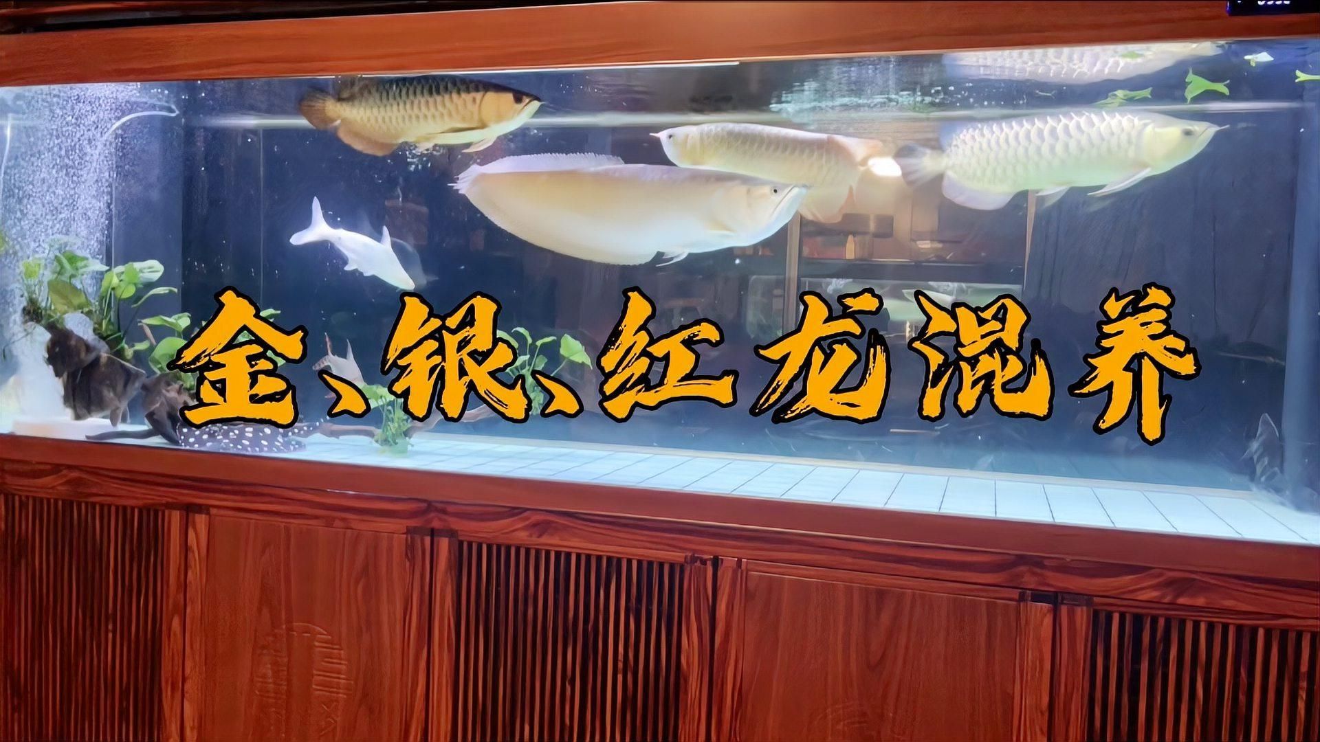 金龍魚和紅龍魚可以混養嗎？，金龍魚和紅龍魚可以混養嗎
