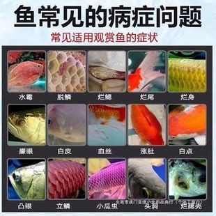 錦鯉魚爛尾怎么治療最快，治療錦鯉爛尾最快、最有效的方法詳解