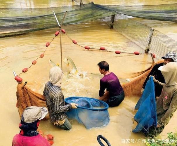 IKI集團和祥龍魚場哪個更頂級，iki集團與祥龍魚場哪個更頂級