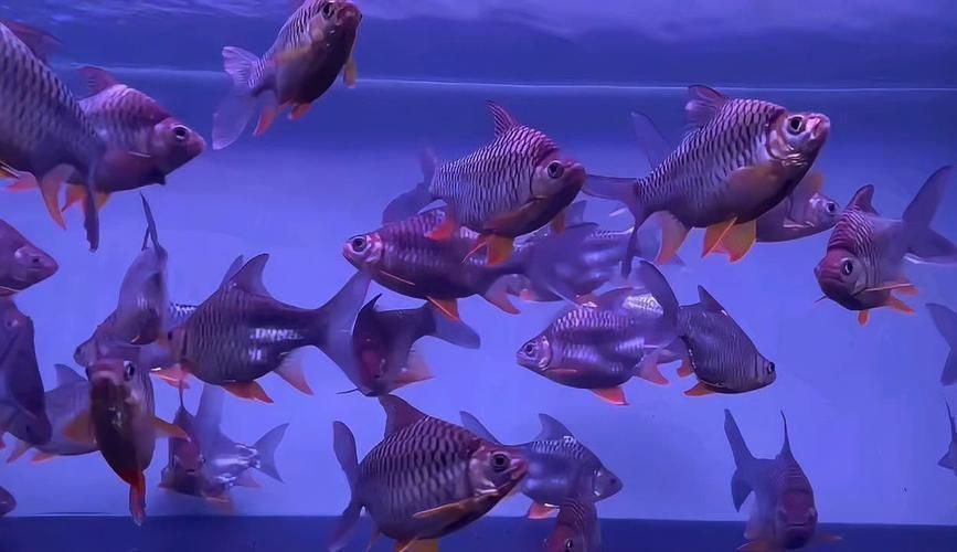 IKI集團和祥龍魚場哪個更頂級，iki集團與祥龍魚場哪個更頂級