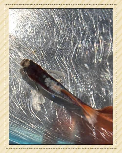 孔雀魚發白腐爛后如何護理，孔雀魚發白腐爛護理