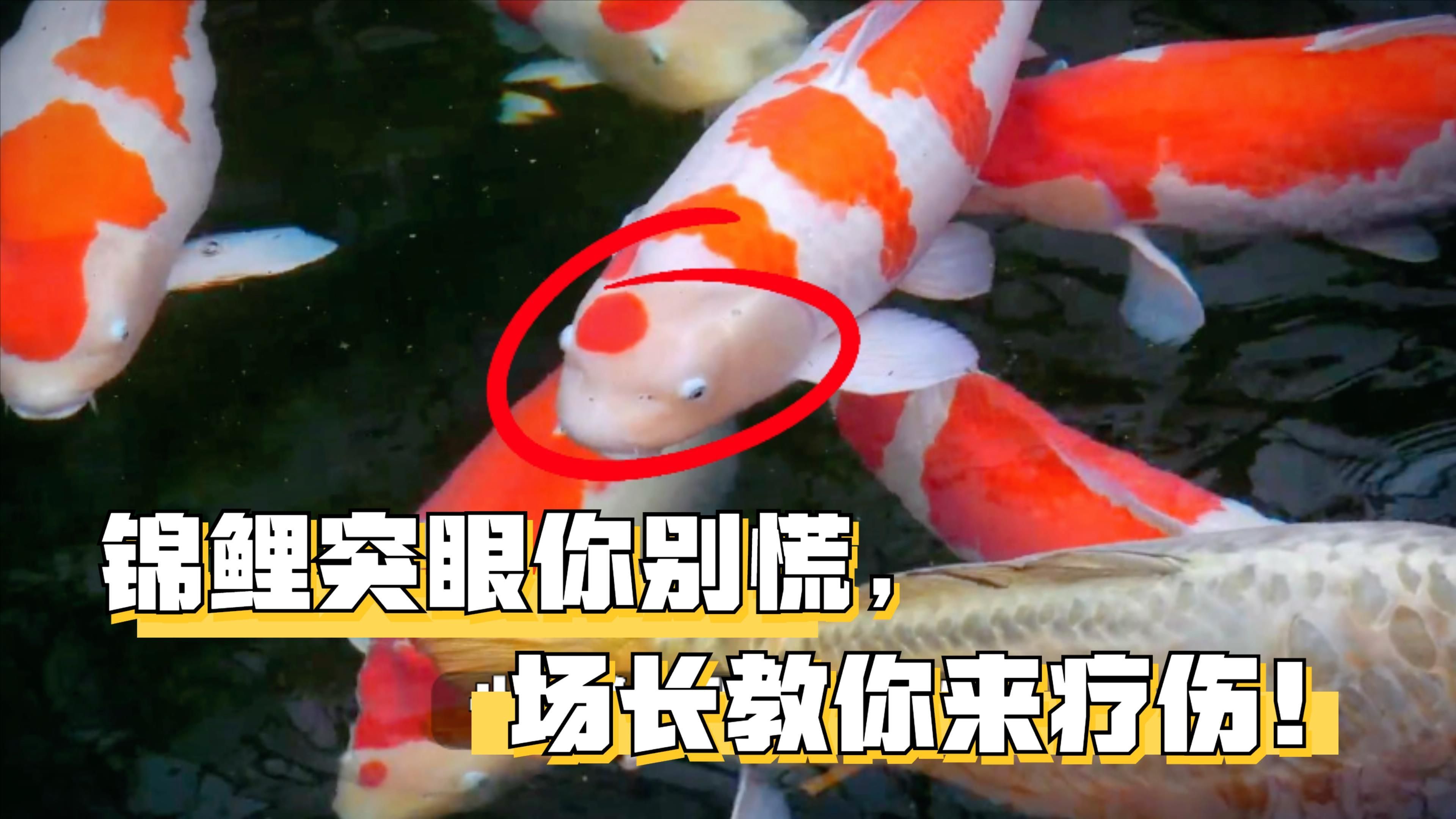 魚突眼能自愈嗎，錦鯉突眼了怎么辦