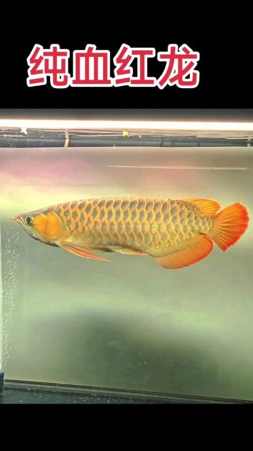 除了四大銘龍，還有哪些紅龍魚品牌？，紅龍魚品牌有哪些？
