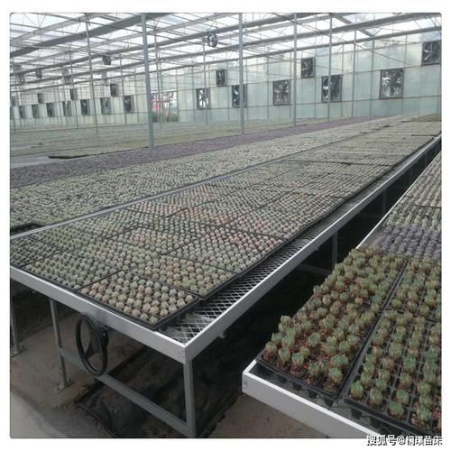 紅龍辣椒的種植技術(shù)要點(diǎn)，紅龍辣椒的種植技術(shù)