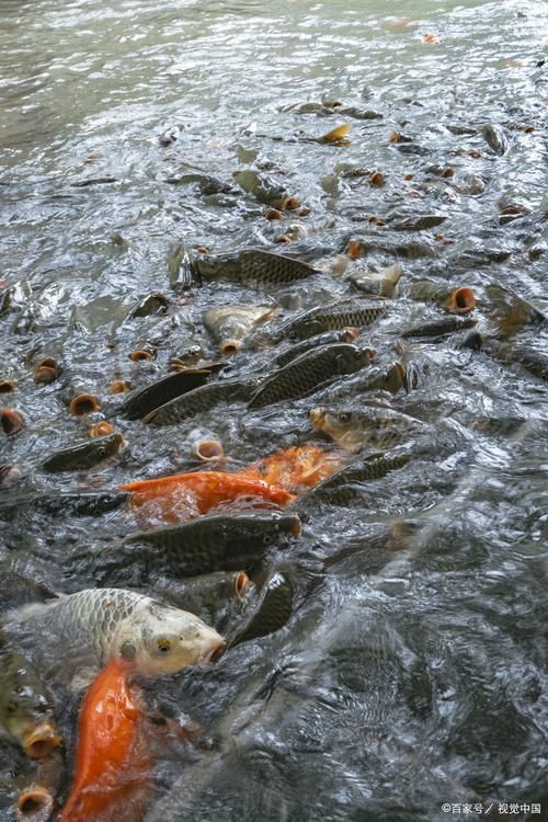 如何判斷魚塘是否缺氧，arxiv論文助手arxiv論文助手判斷魚塘是否缺氧