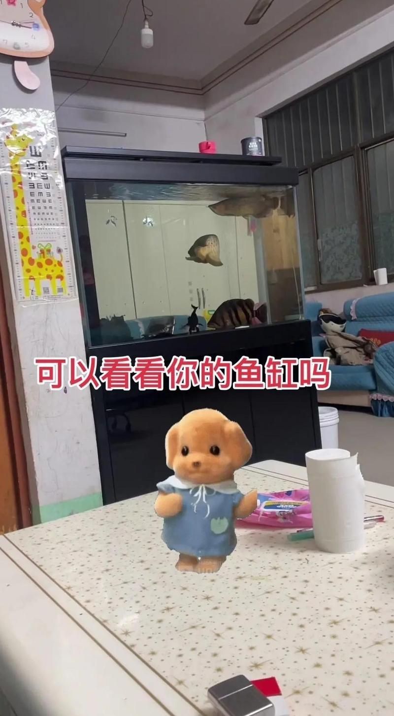 給出龍魚混養(yǎng)的詳細(xì)注意事項，流能減少龍魚“死掐水族—流動的水族—養(yǎng)殖方法