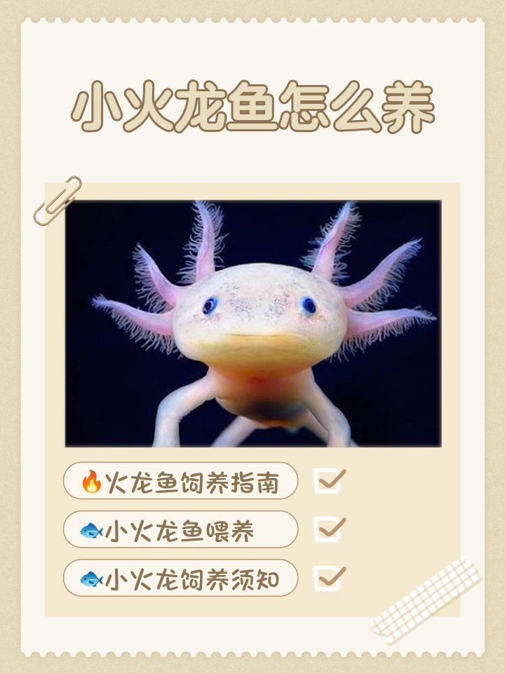 小火龍魚適合哪些環境，小火龍魚的飼養方式