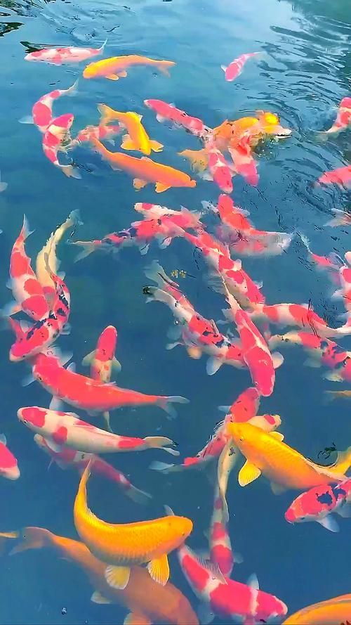 能提供十大招財(cái)魚的圖片嗎，十大招財(cái)魚中哪一種最受歡迎