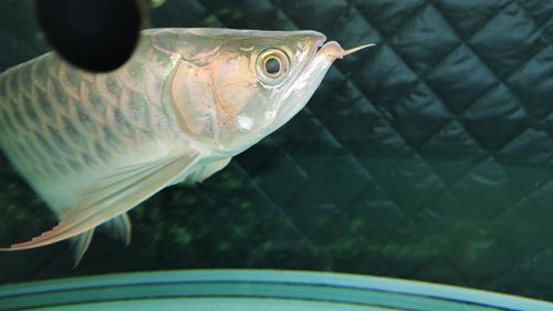 如何判斷龍魚須子是否再生？，關于觀賞魚龍魚須子再生的問題