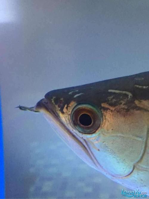 如何判斷龍魚須子是否再生？，關于觀賞魚龍魚須子再生的問題