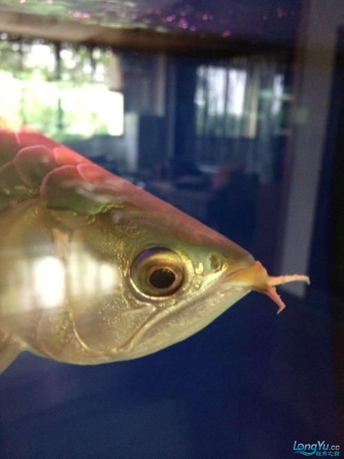 如何判斷龍魚須子是否再生？，關于觀賞魚龍魚須子再生的問題