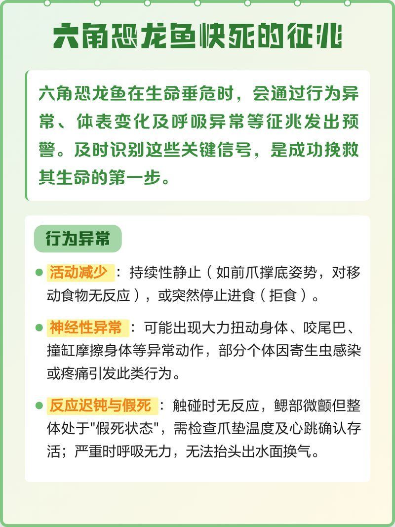 六角恐龍魚假死狀態如何急救？，六角恐龍魚假死狀態急救指南