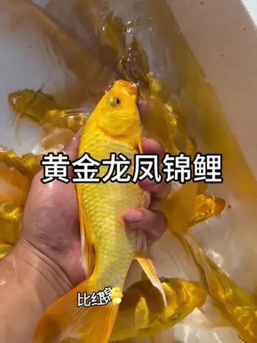龍風魚圖片，龍鳳錦鯉的價格是多少？