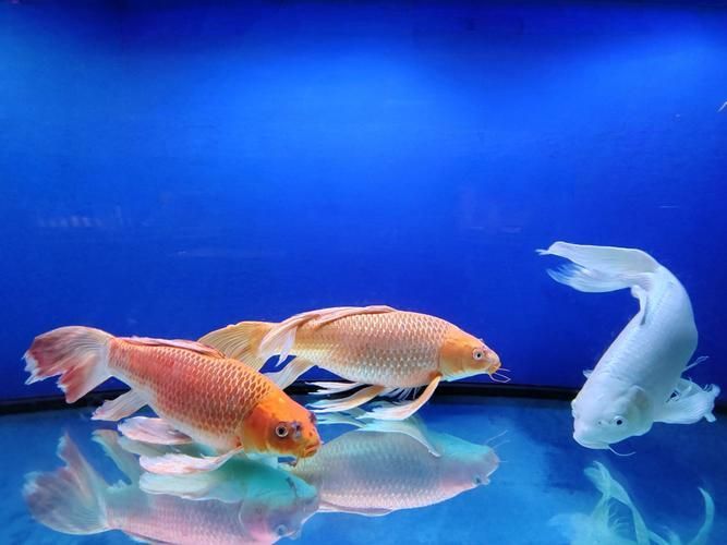 龍風魚圖片，龍鳳錦鯉的價格是多少？