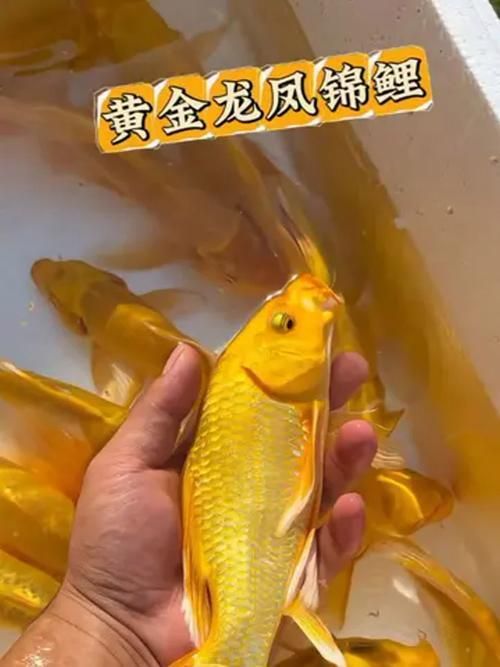 龍風魚圖片，龍鳳錦鯉的價格是多少？