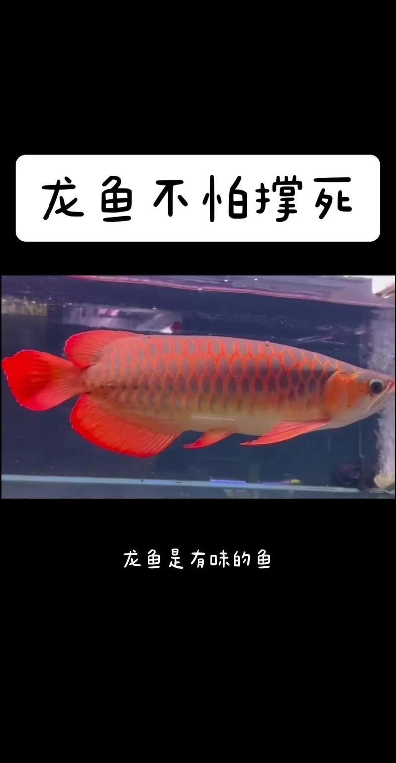如何判斷龍魚是否適應了新的光照周期？，如何判斷龍魚是否適應新光照周期