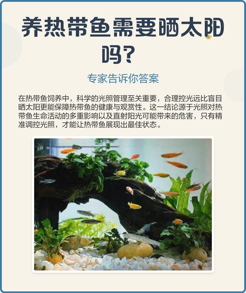如何判斷龍魚是否適應了新的光照周期？，如何判斷龍魚是否適應新光照周期
