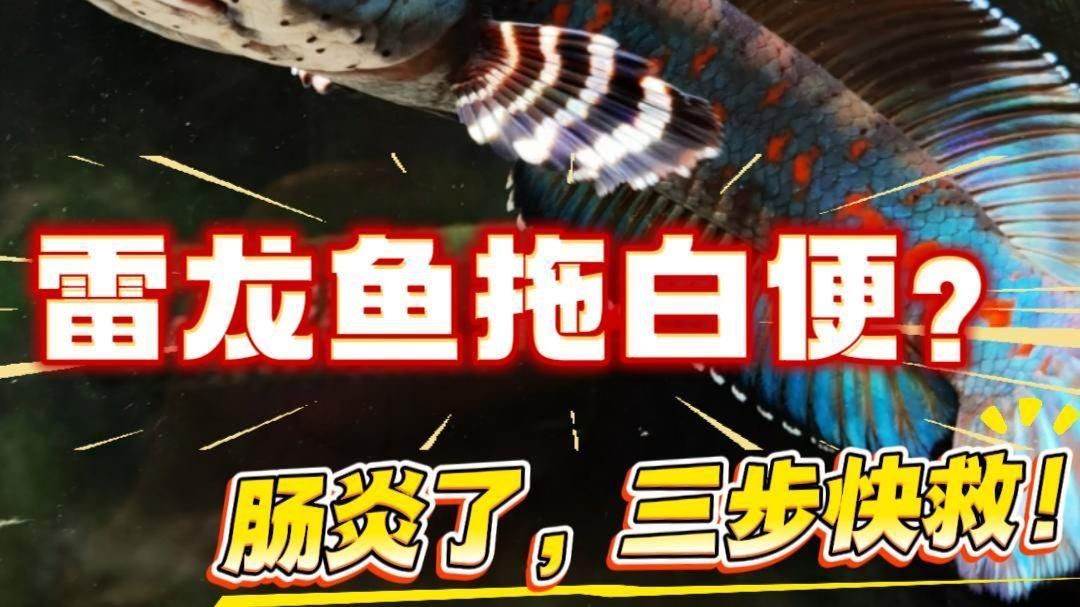 雷龍魚腸炎能自愈嗎，如何判斷雷龍魚腸炎是否嚴重？ 雷龍魚腸炎能自愈嗎，如何判斷雷龍魚腸炎是否嚴重？ 龍魚百科 第2張