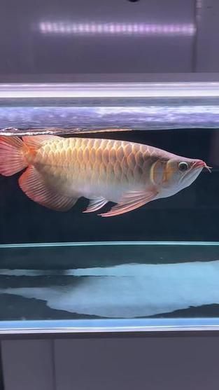 戰車龍魚有哪些著名個體？，戰車龍魚有哪些著名漁場？