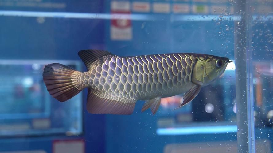 長城杯龍魚比賽有哪些組別？，長城杯龍魚比賽2024年取消組別，但不可降級參賽