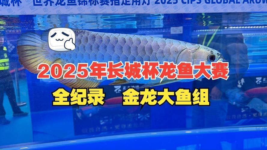 長城杯龍魚比賽有哪些組別？，長城杯龍魚比賽2024年取消組別，但不可降級參賽