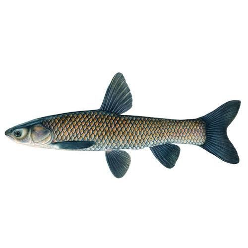 拉倫魚屬于什么檔次，拉倫魚是一類高檔海鮮中的上品，拉倫魚是一類高檔海鮮