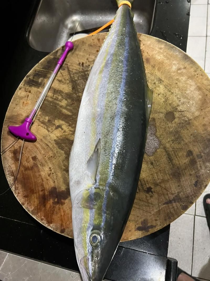 拉倫魚屬于什么檔次，拉倫魚是一類高檔海鮮中的上品，拉倫魚是一類高檔海鮮