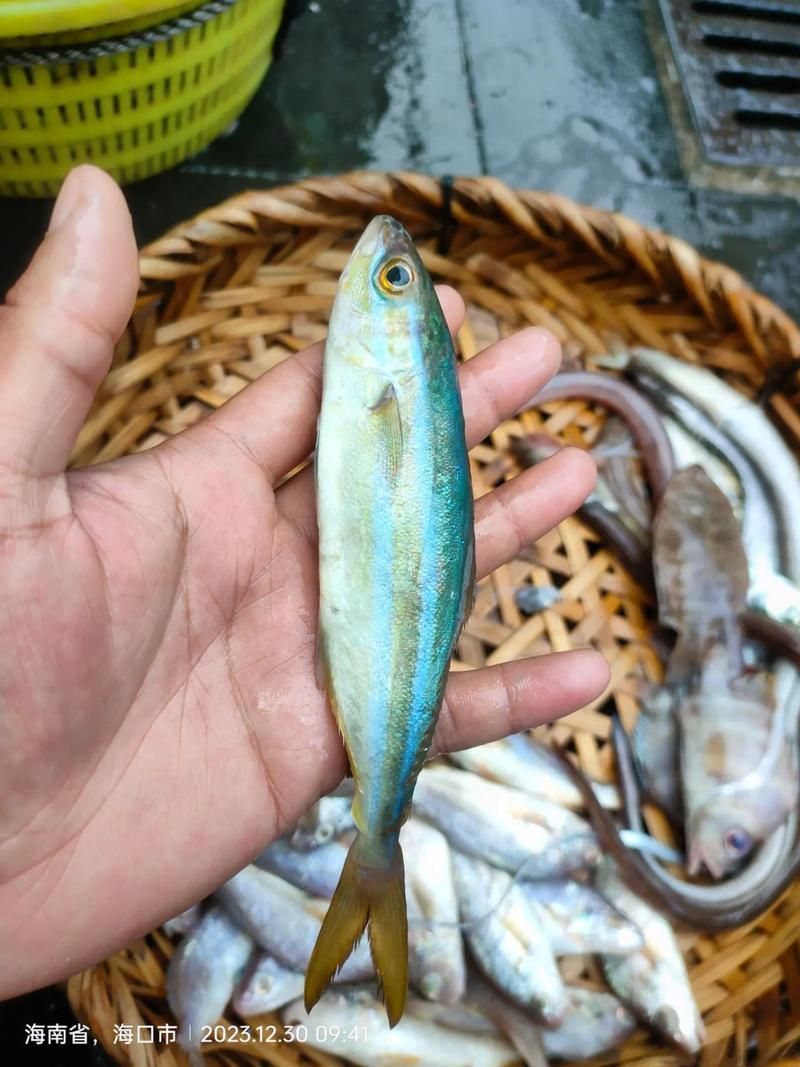 拉倫魚屬于什么檔次，拉倫魚是一類高檔海鮮中的上品，拉倫魚是一類高檔海鮮