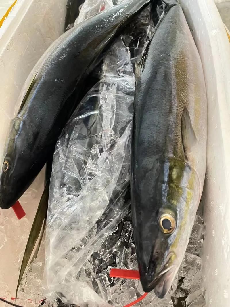 拉倫魚屬于什么檔次，拉倫魚是一類高檔海鮮中的上品，拉倫魚是一類高檔海鮮