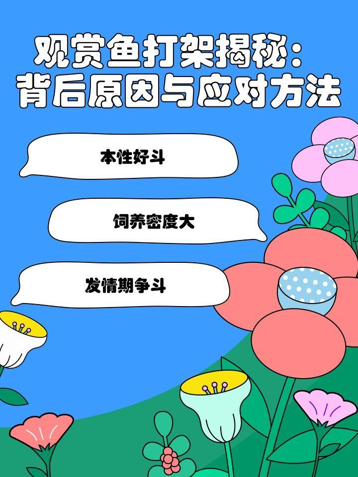 龍魚打架后多久會再次打架，觀賞魚打架揭秘:背后原因與應對方法