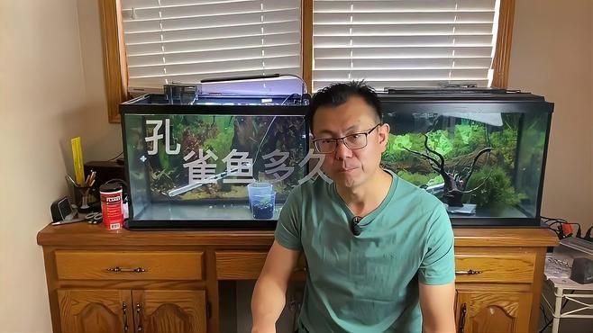 養(yǎng)孔雀魚不死的小竅門，孔雀魚養(yǎng)殖技巧 養(yǎng)孔雀魚不死的小竅門，孔雀魚養(yǎng)殖技巧 龍魚百科