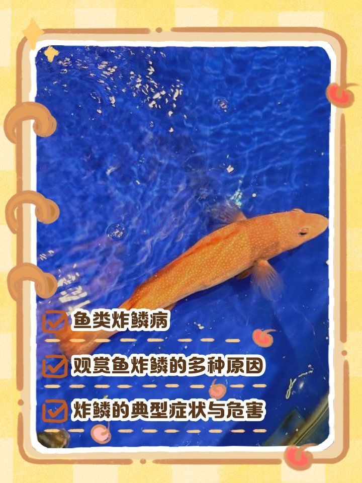魚炸鱗后會怎樣，觀賞魚炸鱗是怎么回事
