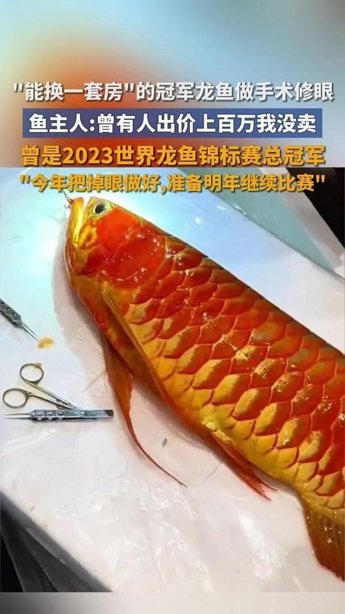 廣州龍魚的價格范圍是多少？，廣州龍魚價格呈金字塔結(jié)構(gòu)：廣州龍魚價格呈金字塔結(jié)構(gòu) 廣州龍魚的價格范圍是多少？，廣州龍魚價格呈金字塔結(jié)構(gòu)：廣州龍魚價格呈金字塔結(jié)構(gòu) 龍魚百科 第7張