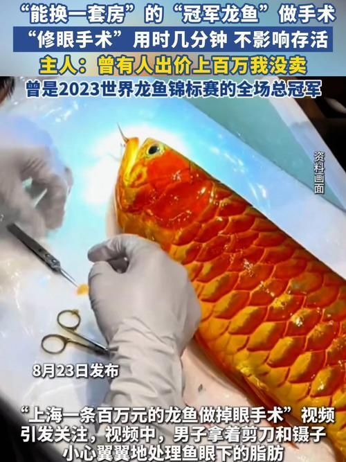 廣州龍魚的價格范圍是多少？，廣州龍魚價格呈金字塔結(jié)構(gòu)：廣州龍魚價格呈金字塔結(jié)構(gòu) 廣州龍魚的價格范圍是多少？，廣州龍魚價格呈金字塔結(jié)構(gòu)：廣州龍魚價格呈金字塔結(jié)構(gòu) 龍魚百科 第6張