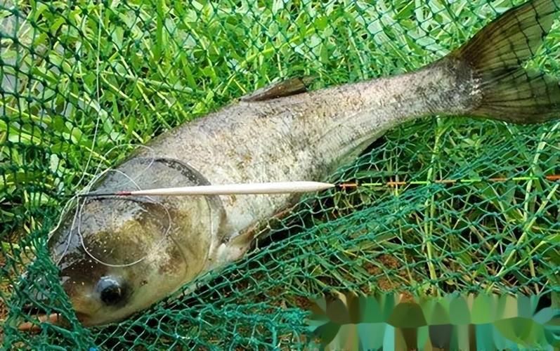給我一些判斷大頭魚浮頭的圖片，判斷大頭魚浮頭是否浮頭，水質檢測中哪些指標最重要