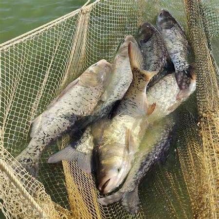 給我一些判斷大頭魚浮頭的圖片，判斷大頭魚浮頭是否浮頭，水質檢測中哪些指標最重要