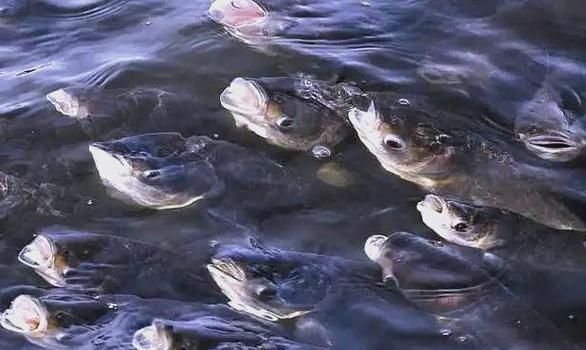 給我一些判斷大頭魚浮頭的圖片，判斷大頭魚浮頭是否浮頭，水質檢測中哪些指標最重要