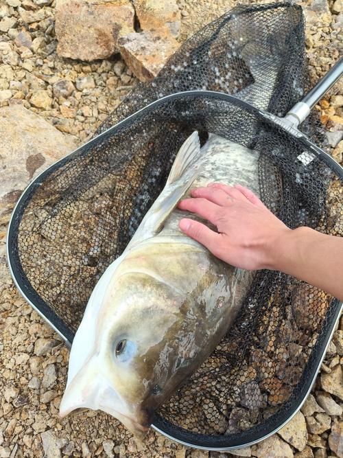 給我一些判斷大頭魚浮頭的圖片，判斷大頭魚浮頭是否浮頭，水質檢測中哪些指標最重要