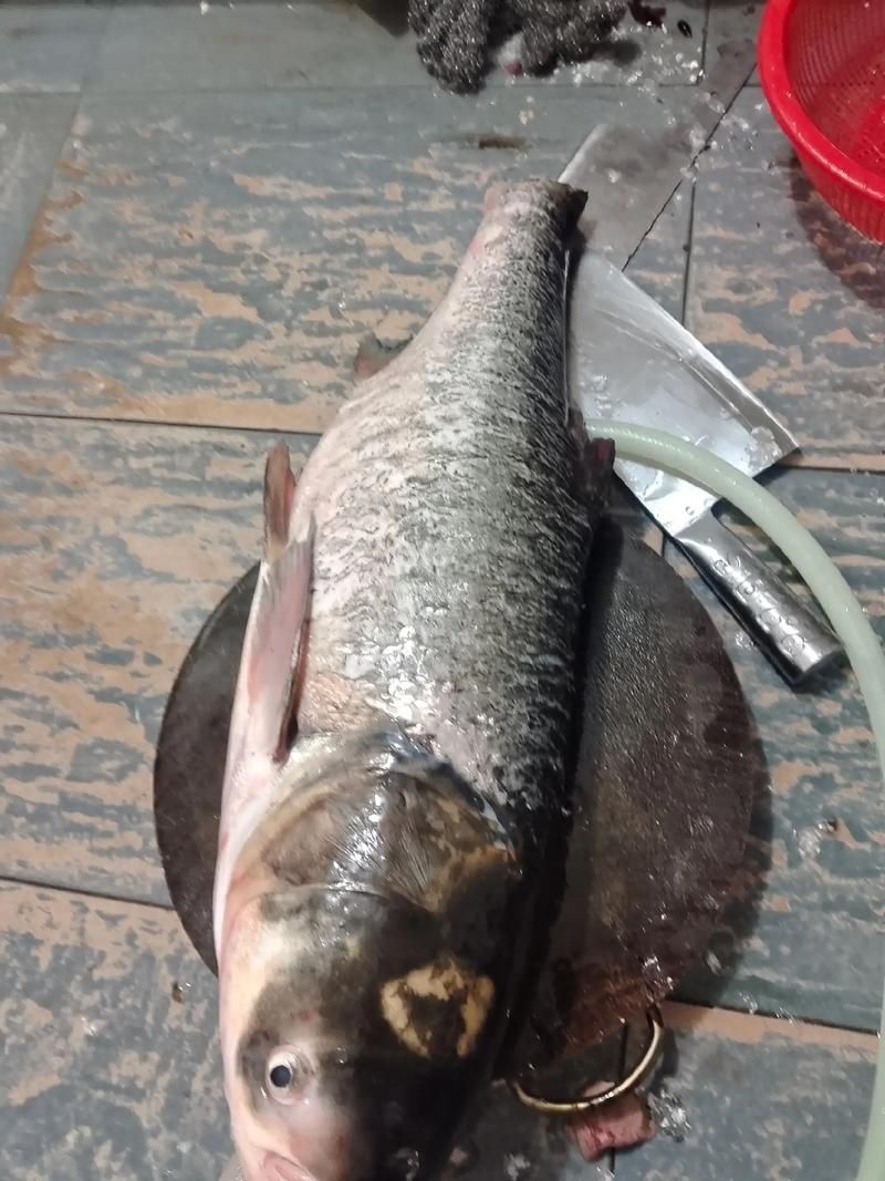 給我一些判斷大頭魚浮頭的圖片，判斷大頭魚浮頭是否浮頭，水質檢測中哪些指標最重要