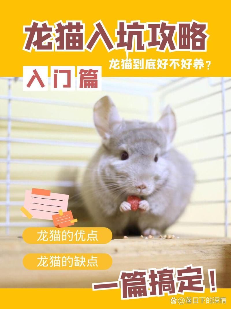 龍貓和貓哪個更適合孩子，龍貓和貓哪個更適合孩子養，